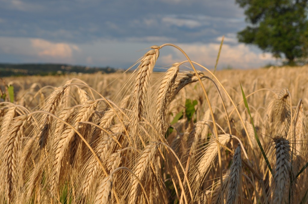 Céréales du Massif des Monts d'Or 