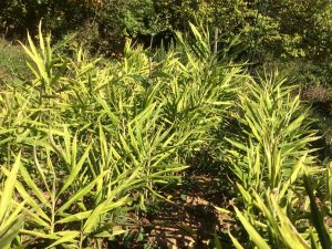 Le Gingembre des Monts d'Or a germé